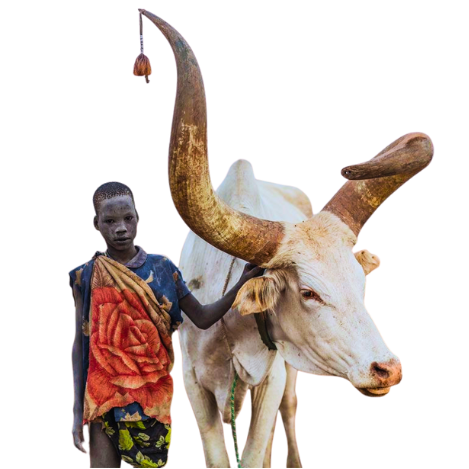 Scholarships and Opportunities